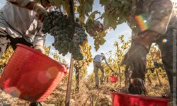 Vendemmia