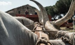 Festa della mietitura 2014