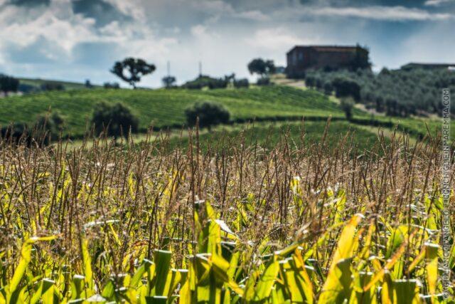 Profondità  di granturco
