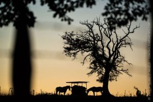 Cavalli che mangiano sotto una quercia al tramonto